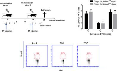 Selective depletion of regulatory T cells enhances the immunogenicity of a recombinant-based vaccine against Sporothrix spp